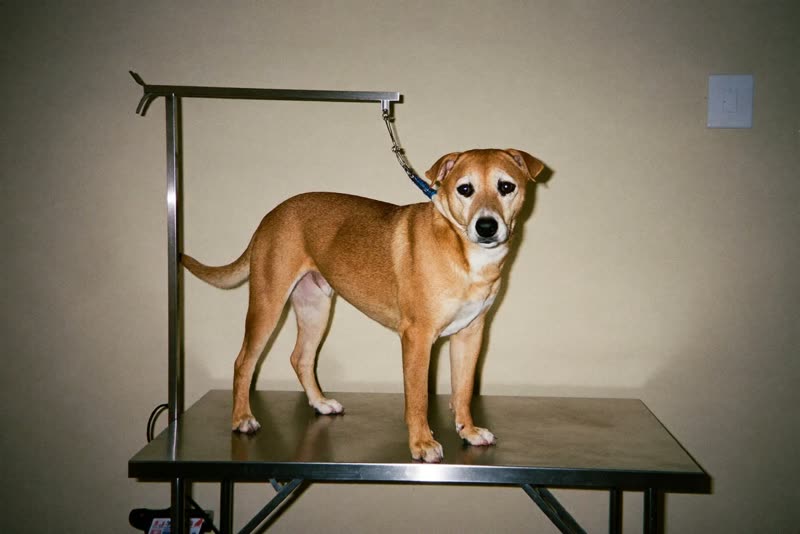 A dog on a grooming table