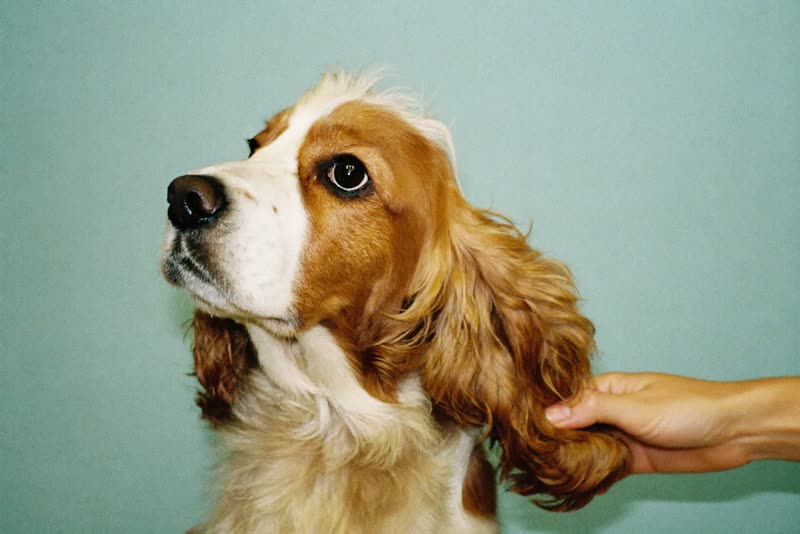 A spaniel's ear being combed