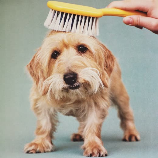 A terrier being brushed
