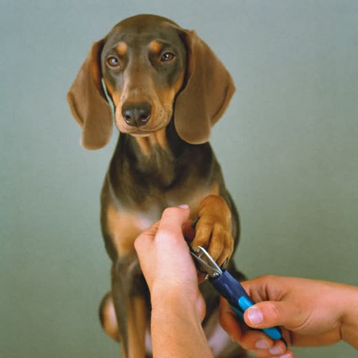 A dog's nails being clipped