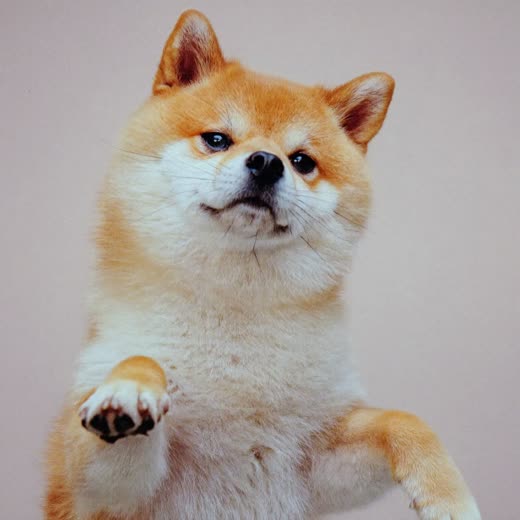 A small dog being dried